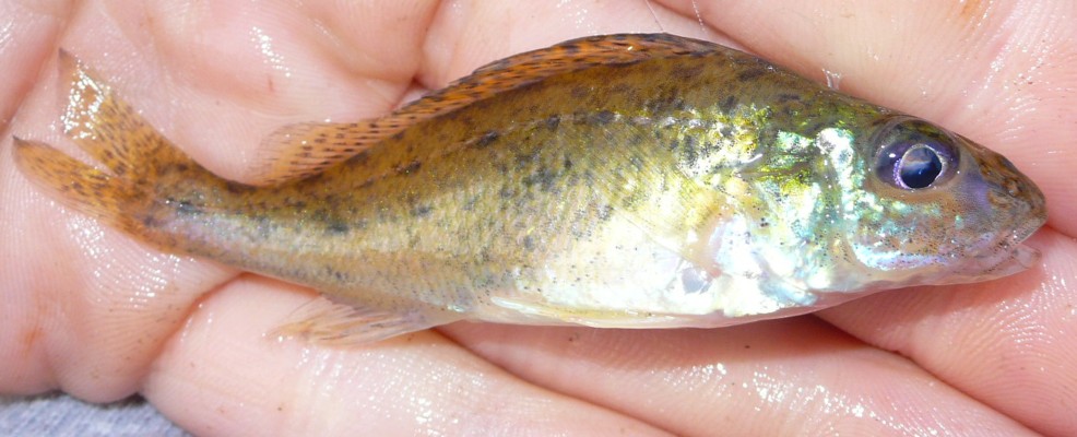 Gymnocephalus