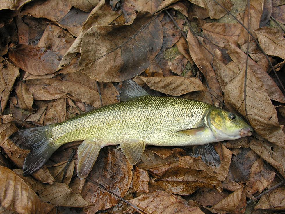 Barbo etrusco