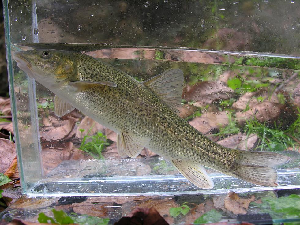 Barbo etrusco