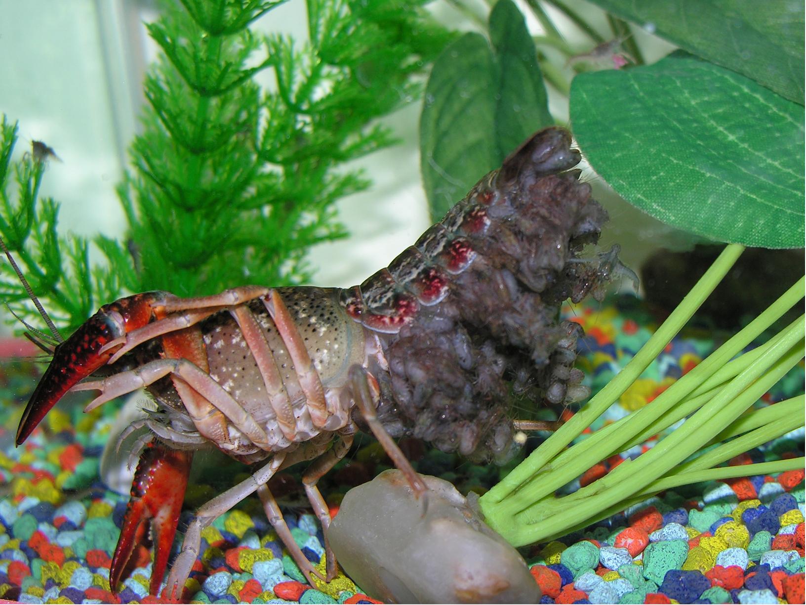 Procambarus clarkii