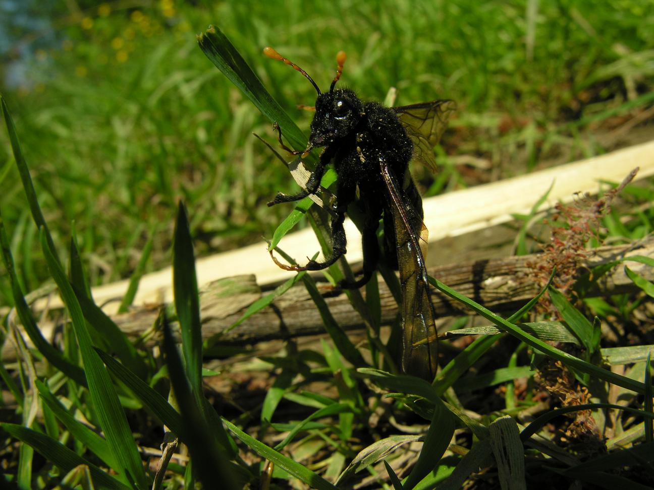 Imenottero mai visto: Cimbex luteus