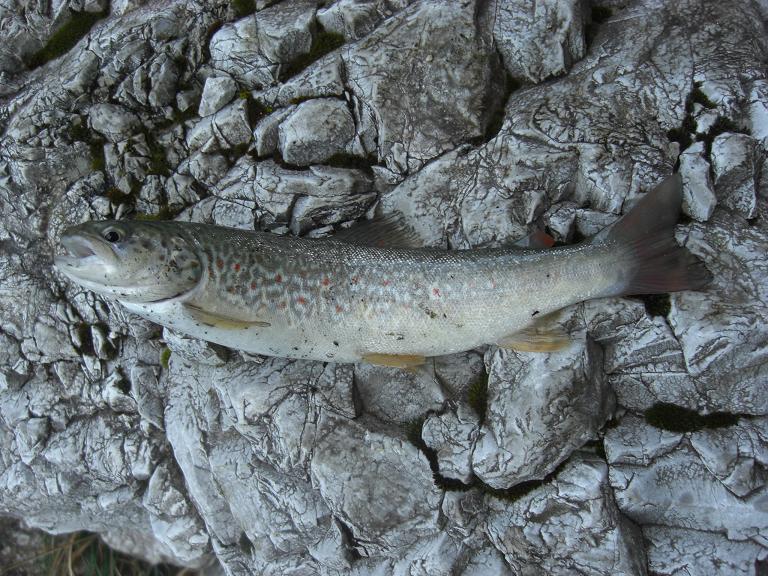 Salmo trutta complex: nuova sintesi sulle origini