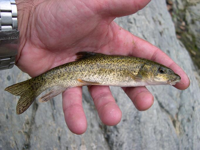 Barbo etrusco