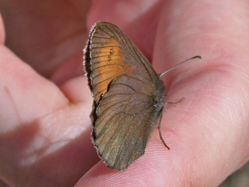 farfalle diurne