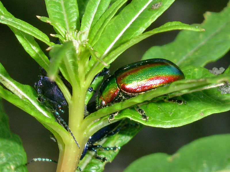 coleottero colorato: Oreina speciosa