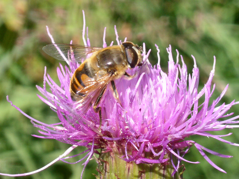 Eristalis cfr tenax  - maschio