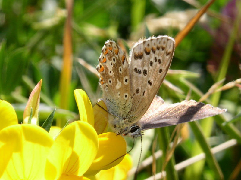 farfalle diurne