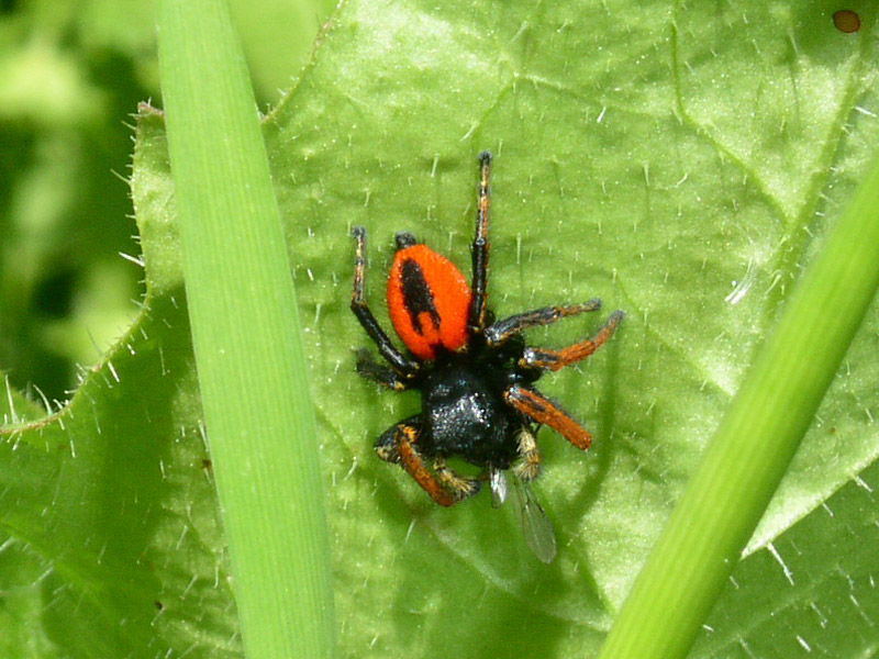 Philaeus chrysops