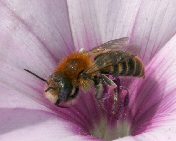 Apidae Megachilinae del convolvolo: Hoplitis perezi