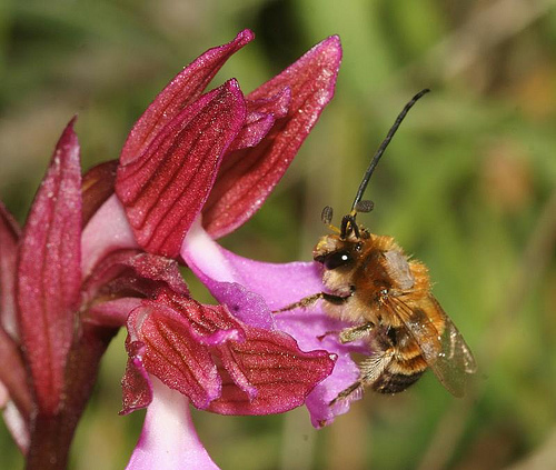 Impollinazione di Orchis papillonacea: Eucera cf. nigrescens