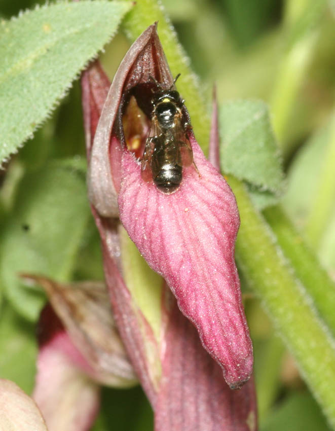 Ceratina cucurbitina e Serapias lingua: pseudoaccoppiamento.