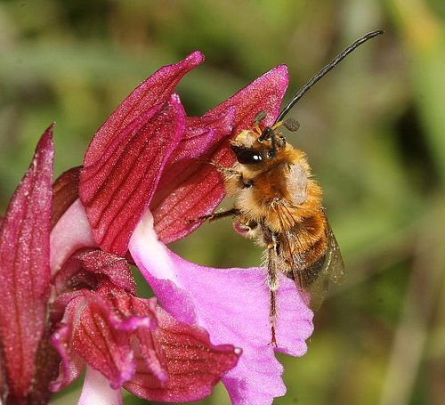 Impollinazione di Orchis papillonacea: Eucera cf. nigrescens
