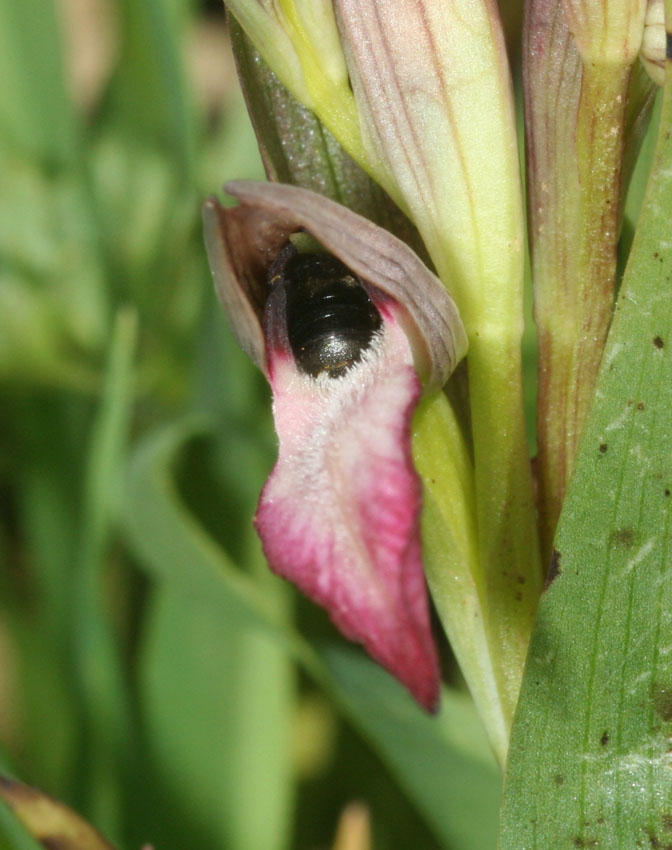 Ceratina cucurbitina e Serapias lingua: pseudoaccoppiamento.