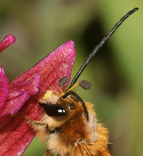 Impollinazione di Orchis papillonacea: Eucera cf. nigrescens