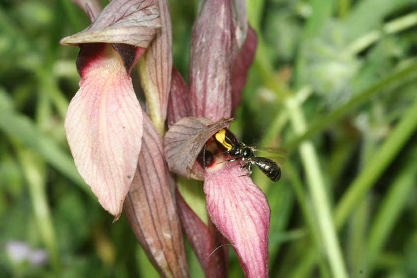 Ceratina cucurbitina e Serapias lingua: pseudoaccoppiamento.