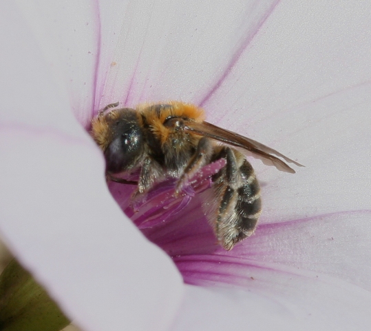 Apidae Megachilinae del convolvolo: Hoplitis perezi