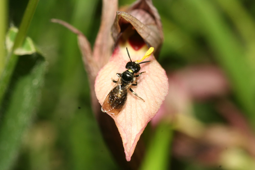 Ceratina cucurbitina e Serapias lingua: pseudoaccoppiamento.