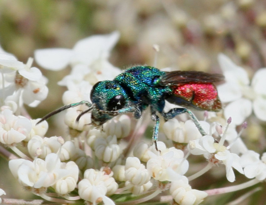 Chrysura sulcata e Chrysis semistriata (Chrysididae).