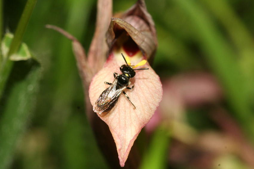 Ceratina cucurbitina e Serapias lingua: pseudoaccoppiamento.