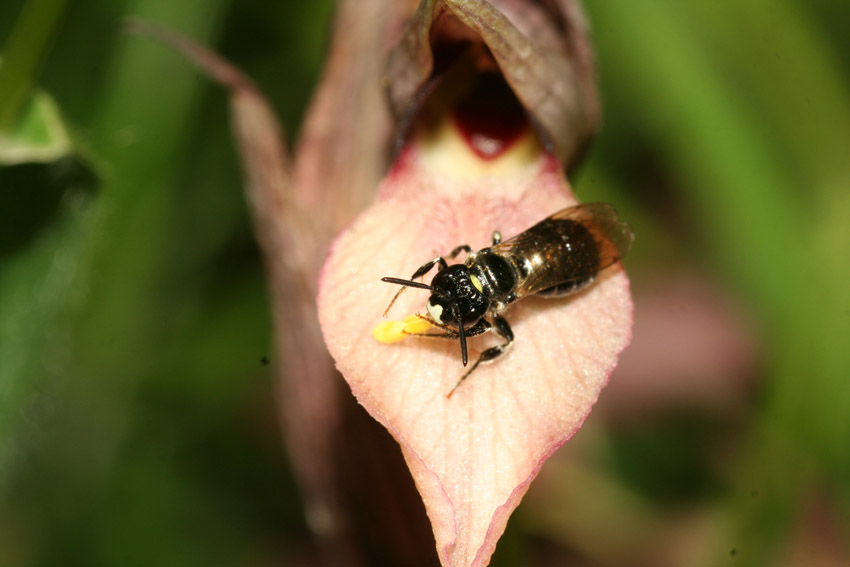 Ceratina cucurbitina e Serapias lingua: pseudoaccoppiamento.