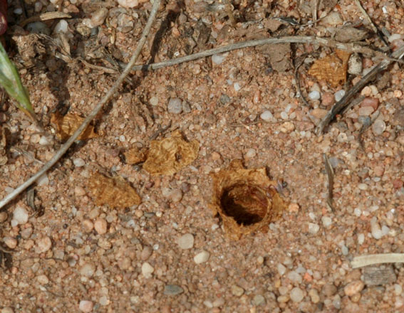Apidae Megachilinae del convolvolo: Hoplitis perezi