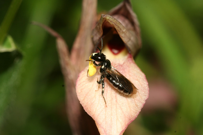 Ceratina cucurbitina e Serapias lingua: pseudoaccoppiamento.