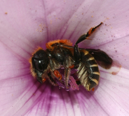 Apidae Megachilinae del convolvolo: Hoplitis perezi