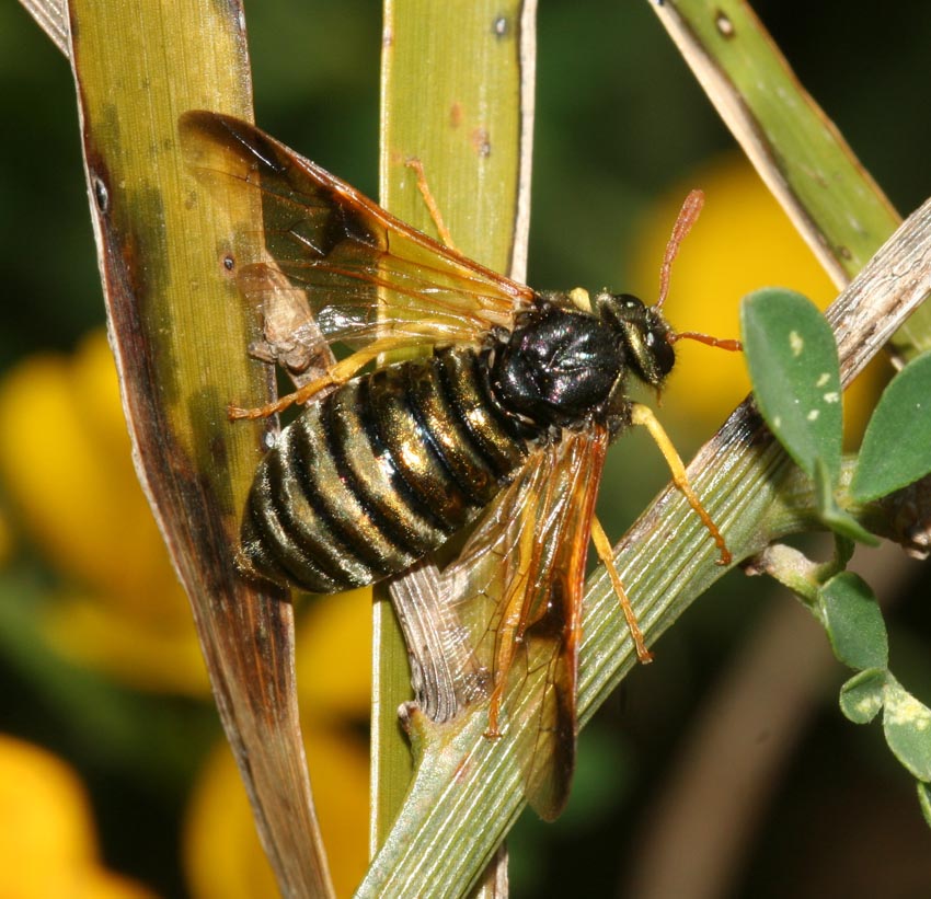 Abia sericea (Cimbicidae) dalla Sardegna