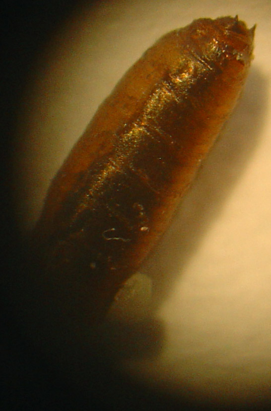 Piophila casei: pupa