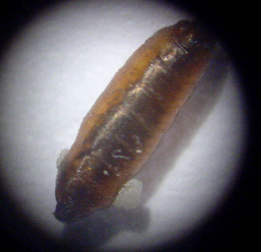 Piophila casei: pupa