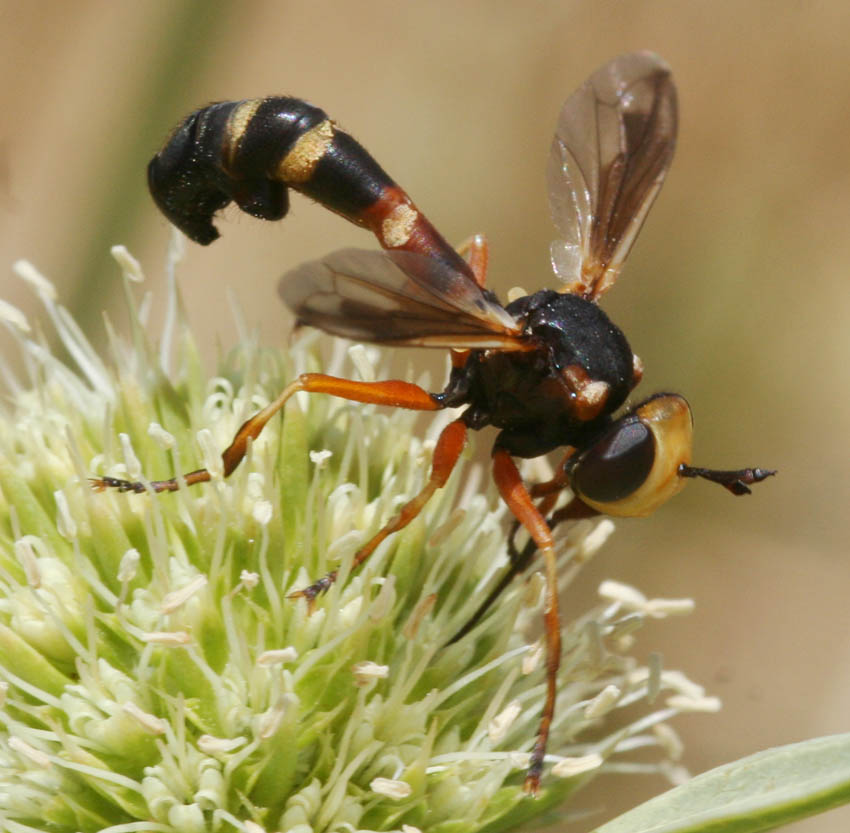 Physocephala cfr. vittata (Conopidae)