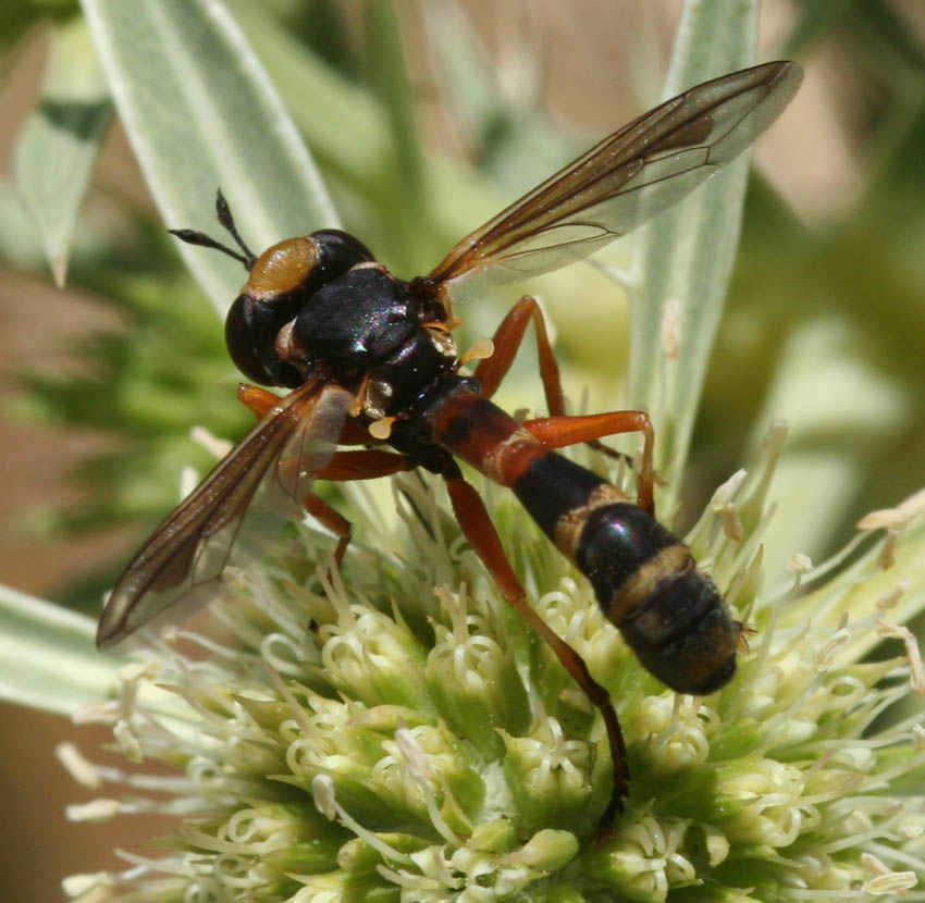 Physocephala cfr. vittata (Conopidae)