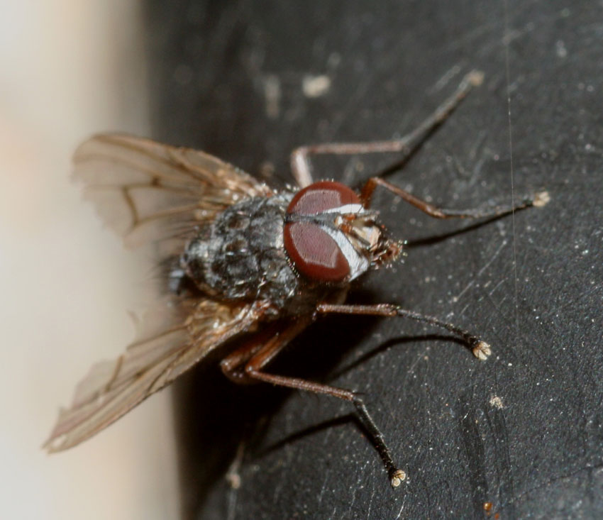 Phaonia tuguriorum M (Muscidae)