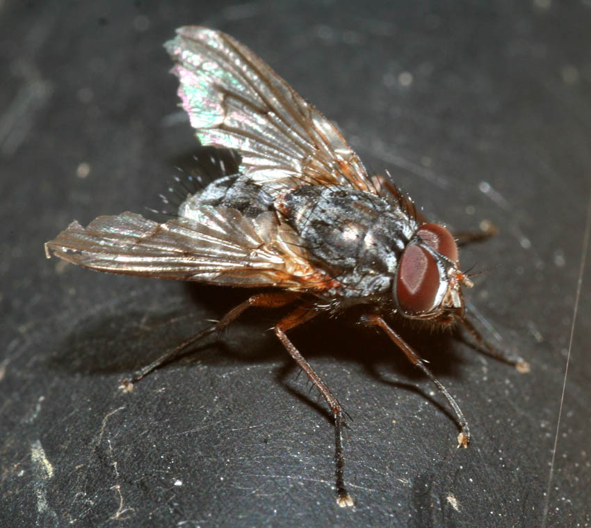 Phaonia tuguriorum M (Muscidae)