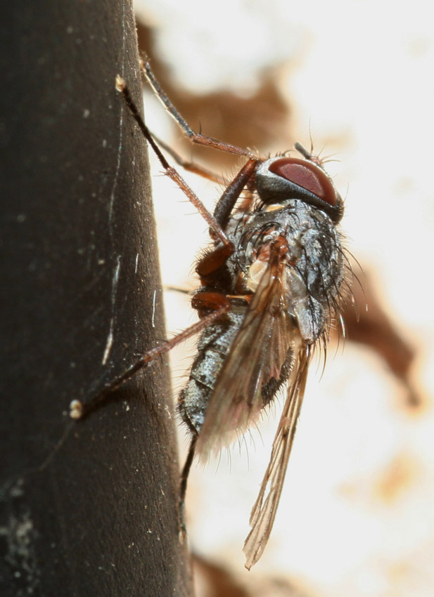 Phaonia tuguriorum M (Muscidae)