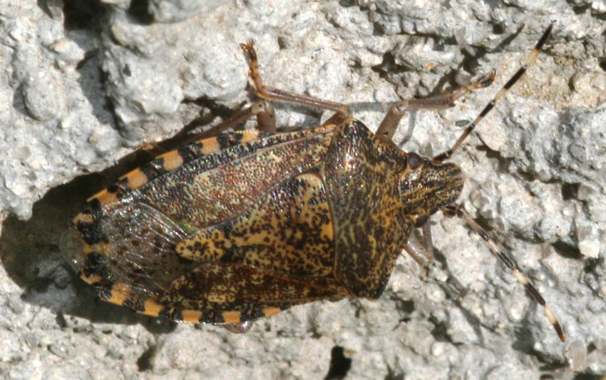 Rhaphigaster nebulosa
