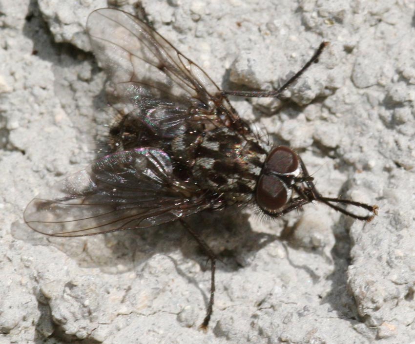 Phaonia trimaculata M e Polietes merdionalis F (Muscidae)