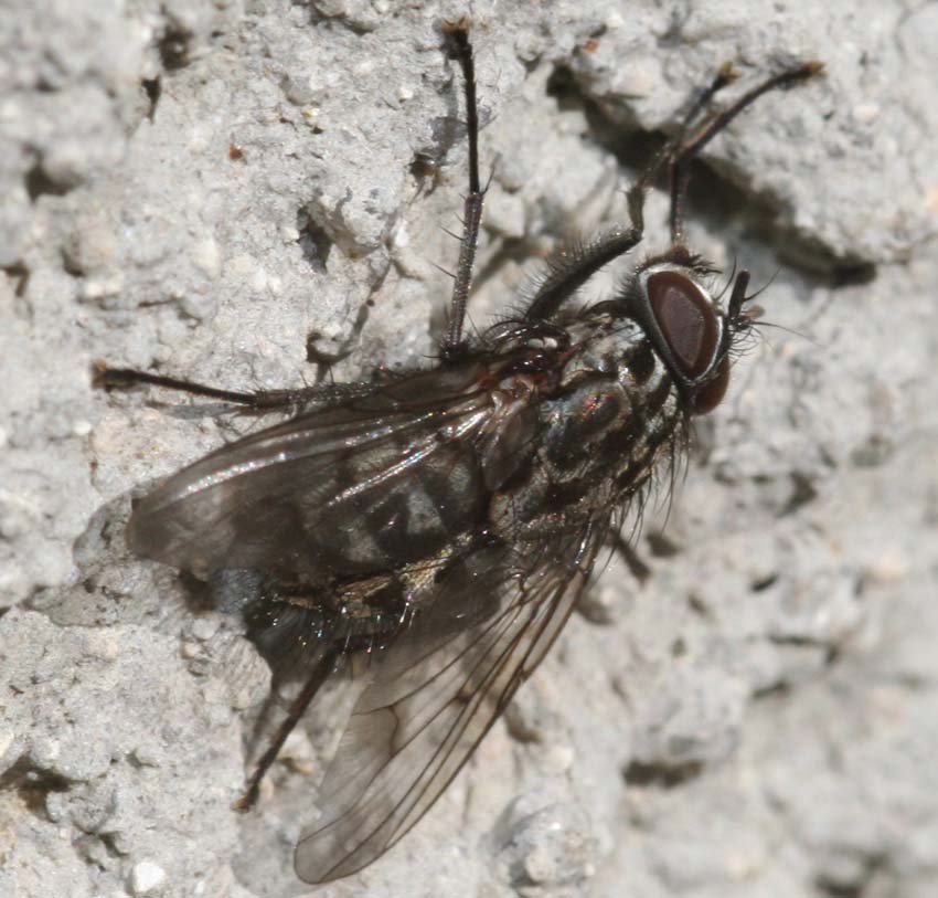 Phaonia trimaculata M e Polietes merdionalis F (Muscidae)