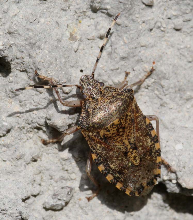 Rhaphigaster nebulosa