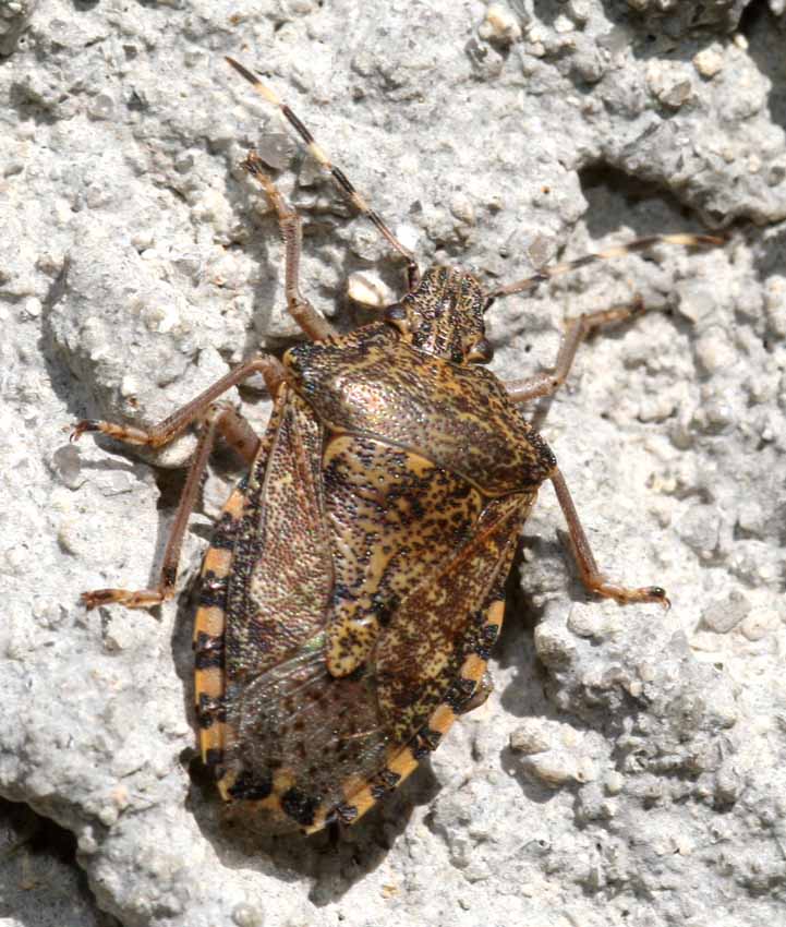 Rhaphigaster nebulosa
