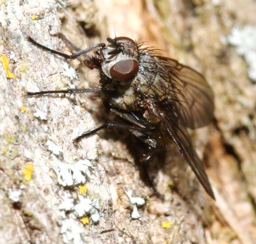 Helina sp. F (Muscidae)