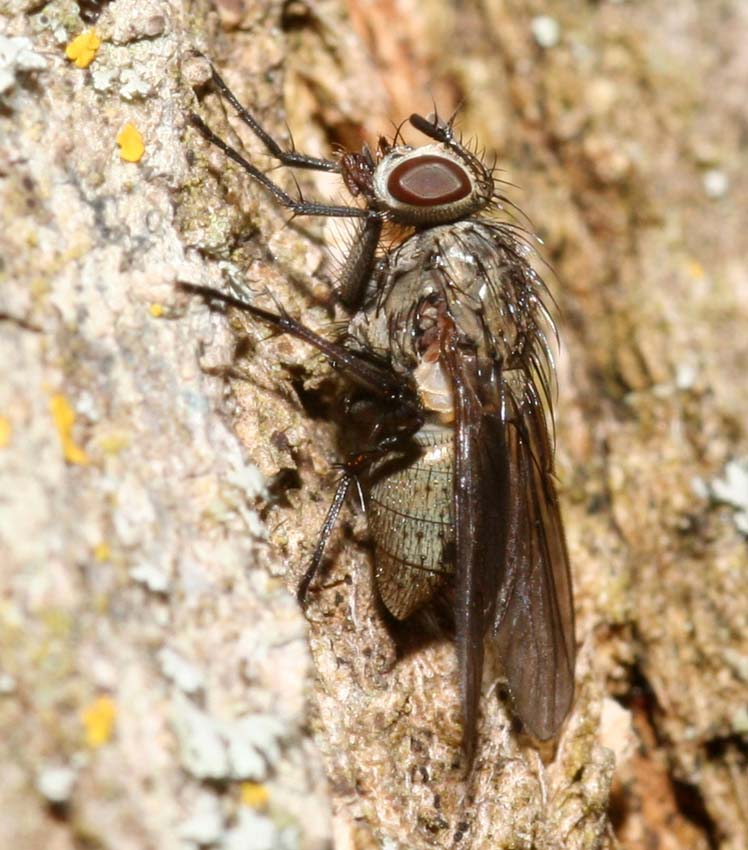 Helina sp. F (Muscidae)