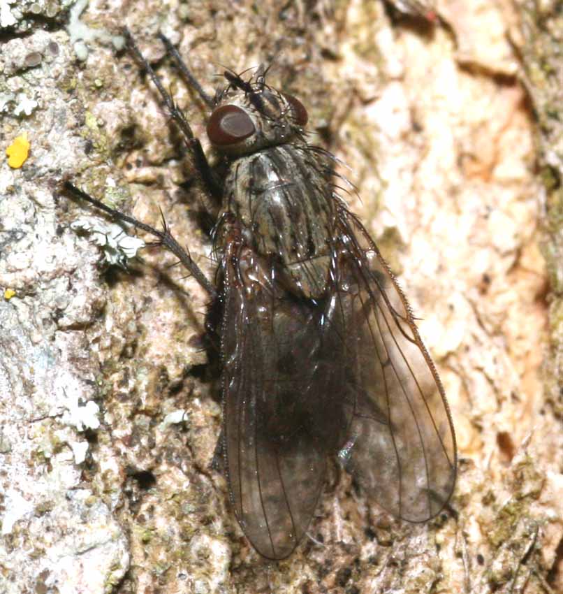 Helina sp. F (Muscidae)