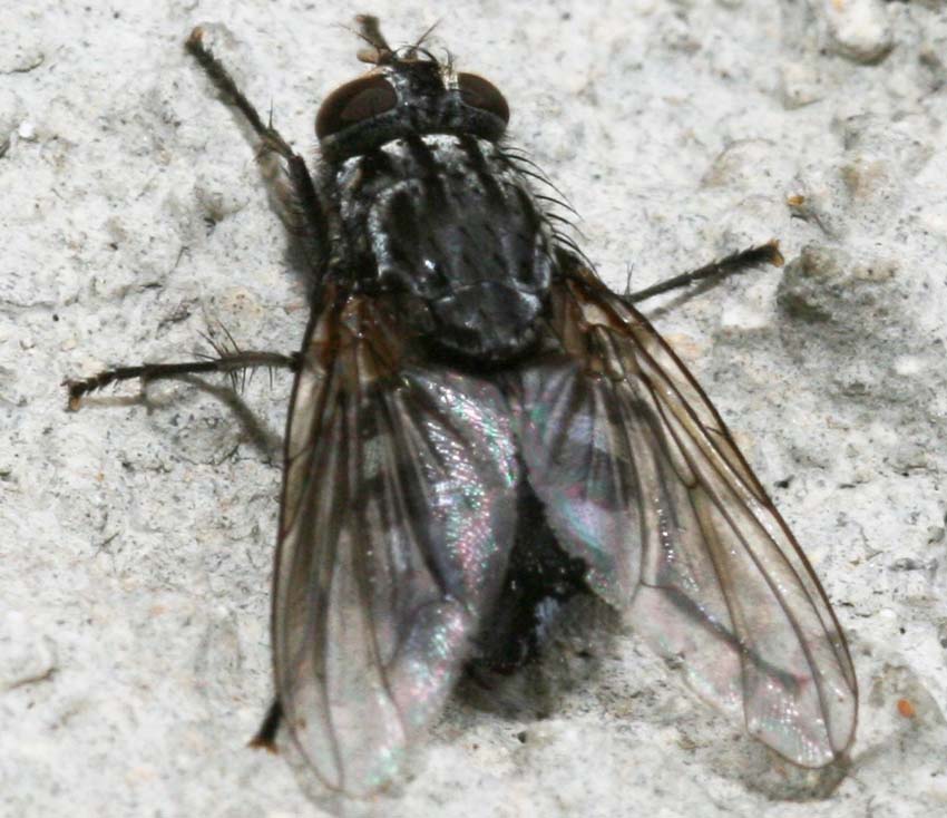 Phaonia trimaculata M e Polietes merdionalis F (Muscidae)
