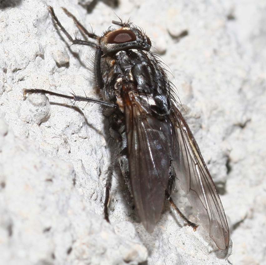 Phaonia trimaculata M e Polietes merdionalis F (Muscidae)