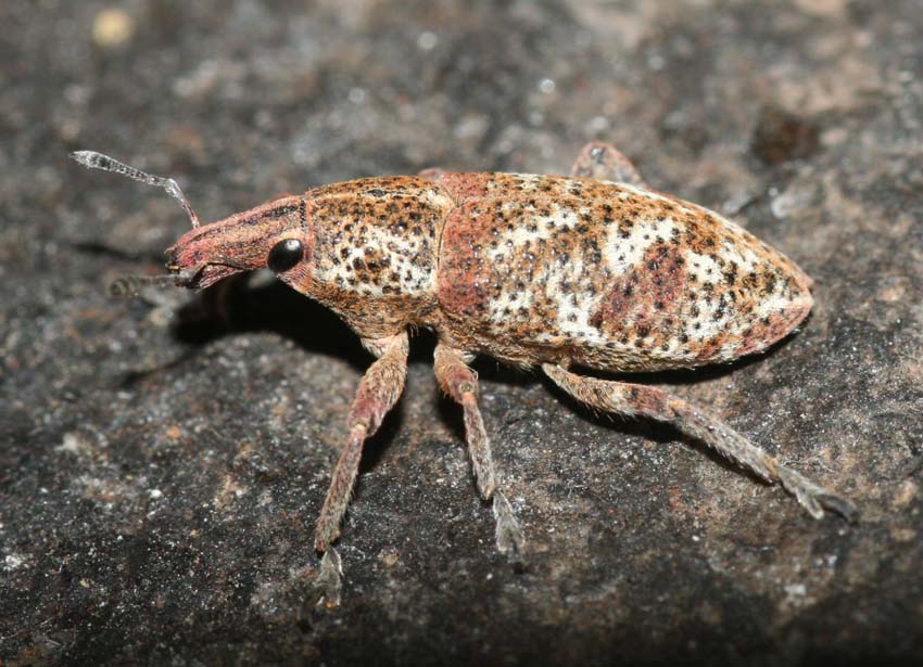 Curculionidae - Cyphocleonus morbillosus