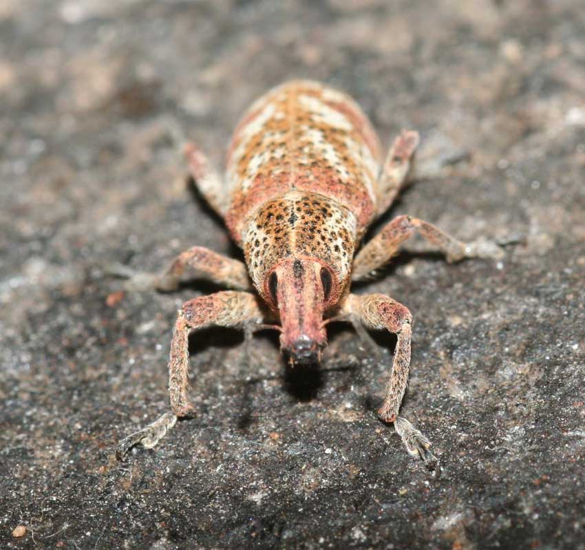 Curculionidae - Cyphocleonus morbillosus