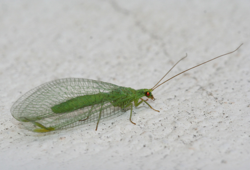 Crisopa domestica.(Chrysopa formosa)