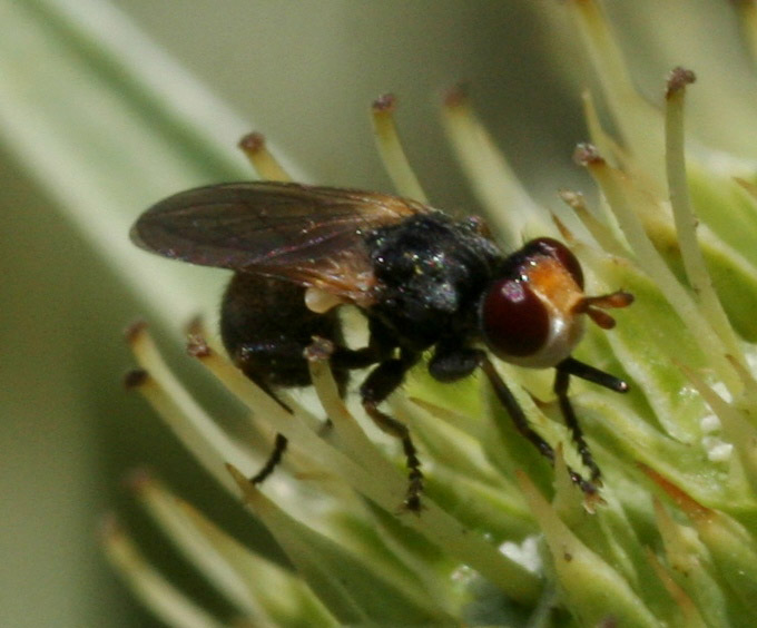Thecophora cf. melanopa (Conopidae).