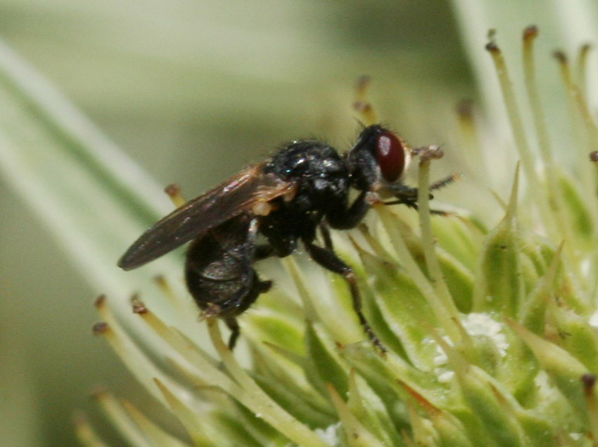 Thecophora cf. melanopa (Conopidae).